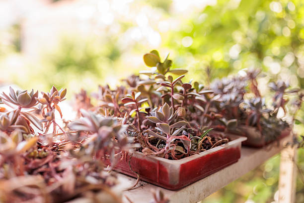 Close-up of small succulent plants growing in rectangular plastic trays on a sunny balcony shelf. The image captures the warm natural light and vibrant textures of the succulents, perfect for illustrating home gardening, plant propagation, and eco-friendly lifestyle concepts.
