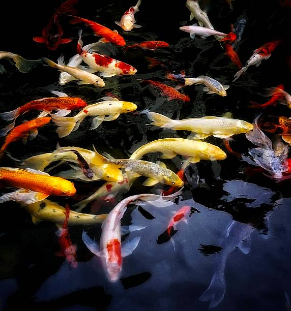 istock Colorful Koi Fish Swimming at the Surface 2246191972