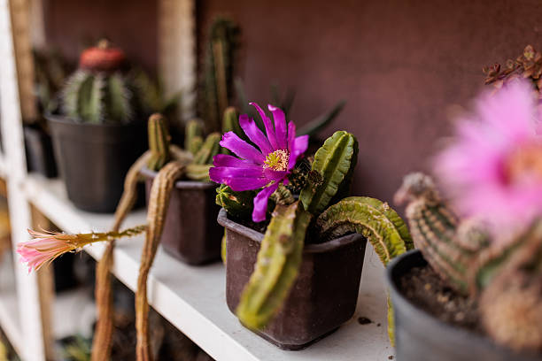 Close-up of a blooming cactus with a vivid deep pink flower, placed in a small pot on a white shelf surrounded by other succulents. The image captures the vibrant beauty and resilience of desert plants, perfect for botanical, gardening, and natural home decor themes.