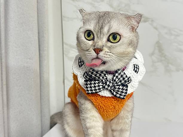 istock Adorable Scottish Fold Cat in a Stylish Orange Sweater with a Bow Tie Posing Playfully Against a Marble Background 2246192545
