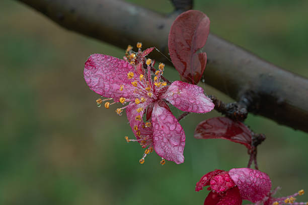 Pink flower blooming on a branch with rain droplets