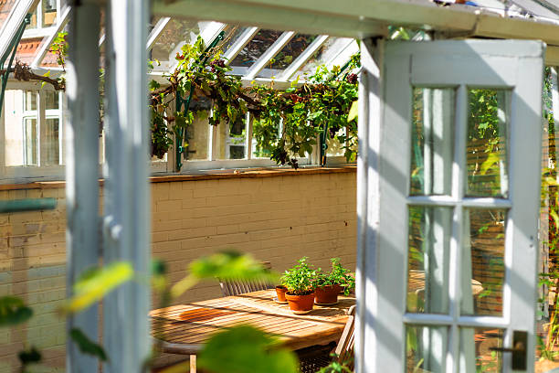 istock Red grapes growing in the greenhouse 2246194941