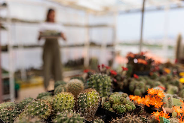 Close-up of blooming cacti with bright orange flowers in the foreground, while a female botanist tends to plants in the blurred background inside a greenhouse. The image beautifully captures harmony between human care and natural growth, ideal for themes of gardening, botany, and sustainable living.