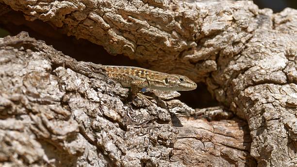 istock Small Desert Lizard Hiding On Rugged Bark In Sunlit Tree Trunk 2246198636