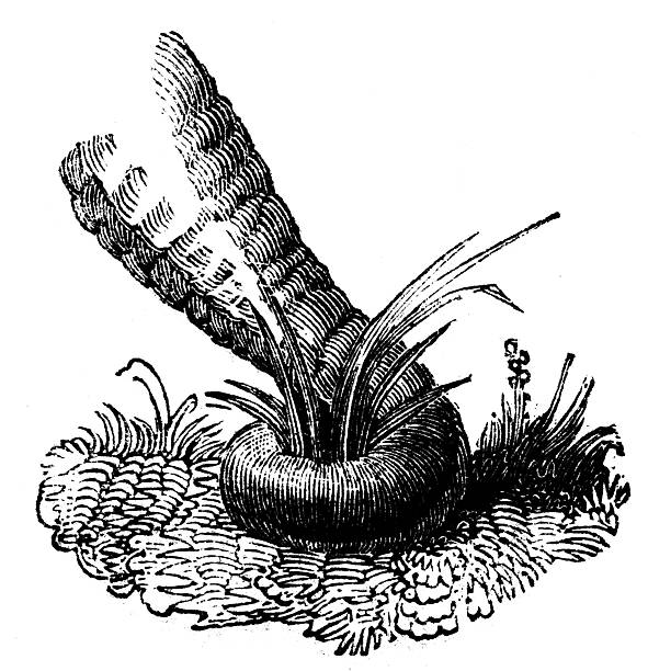 Antique zoology animal illustration: Elephant proboscis gathering grass