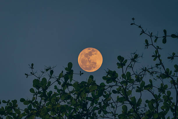 istock full moon in the sky just over tree branches with green leaves 2246198841