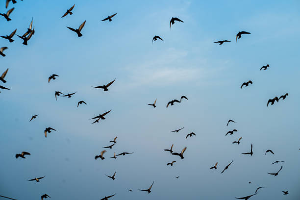 istock Flock of Birds Flying in a Clear Blue Sky 2246199538