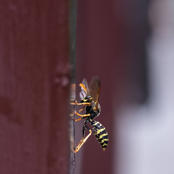istock Close-Up of Wasp on Wooden Surface 2246200346