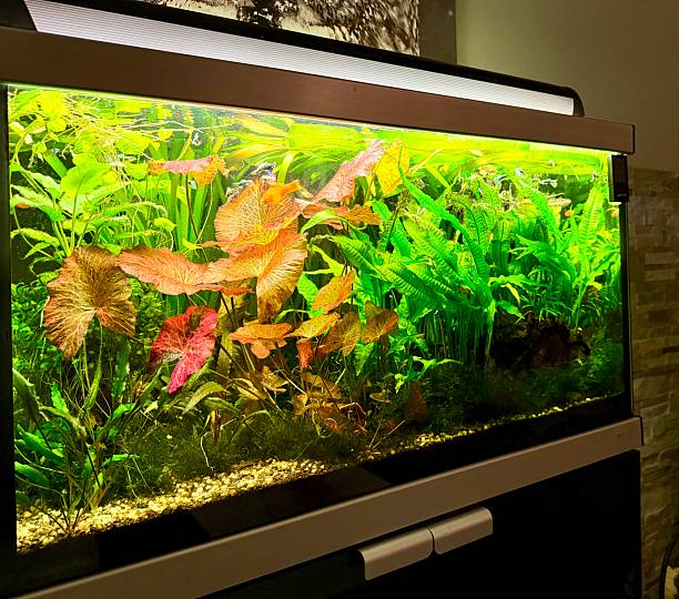 istock Freshwater aquarium with red and green aquatic plants 2246200499