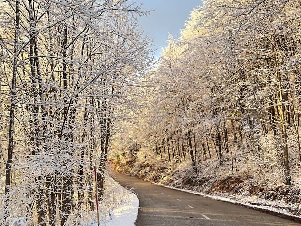 istock lush pure snowy forest with empty winding road at sunset. alpine winter forest background. natural artwork with winter landscape. minimalistic. christmas festive atmosphere 2246202721