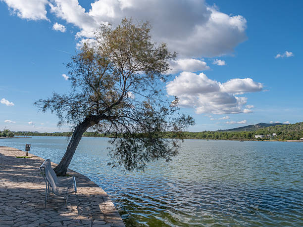 A windswept tree bends over a sunlit, rippling lake beside a stone-paved path and a metal bench.
