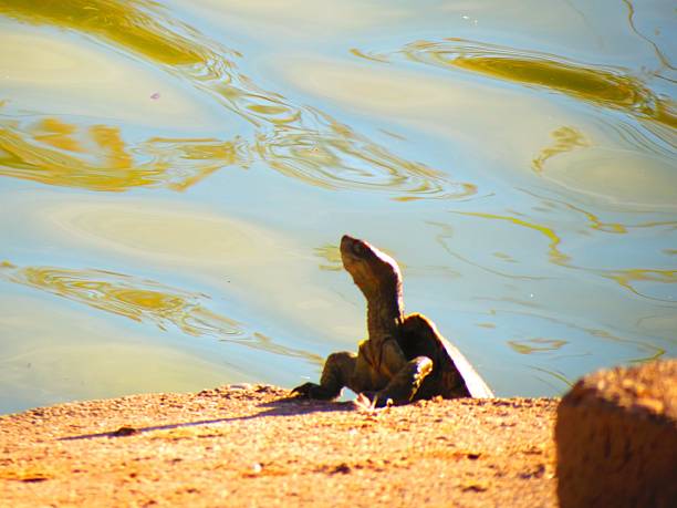 An isolated 16 year old red-eared slider turtle.
