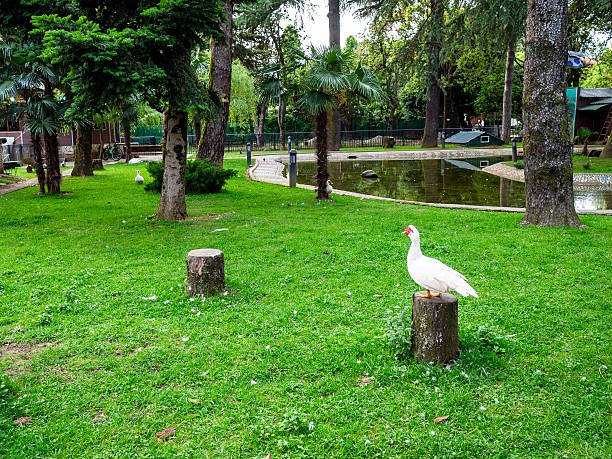 Batumi, Georgia - June 8, 2025: duck in Bird Zoo on seaside boulevard in Batumi city in summer evening