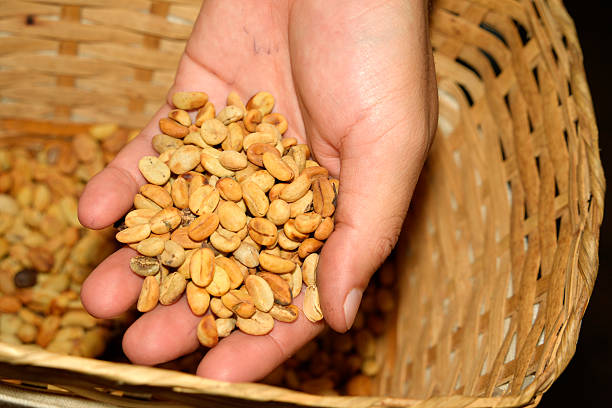 drying seeds Coffee plantation detail close up Colombia arabica