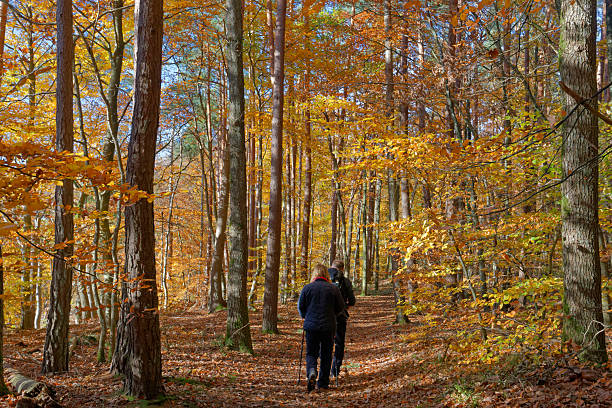 istock A senior couple is hiking in a sun-drenched and colourful forest 2246209232