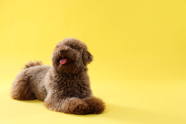 istock Cute Toy Poodle dog on yellow background, space for text 2246209474