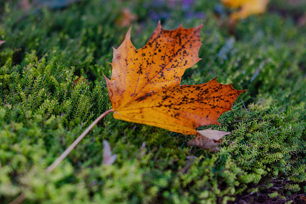 Autumn leave in vibrant red yellow and orange
