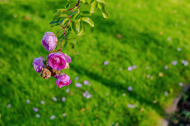 pink roses in autumn on green grass in the garden