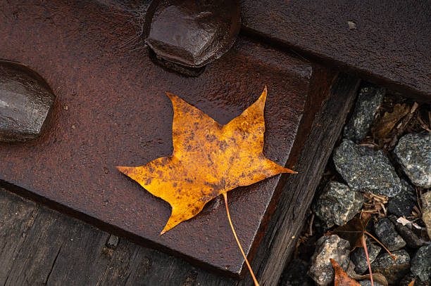 Free picture: Dry autumn leaves on a rusty metal surface painted in ...