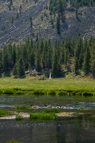 istock Yellowstone National Park in July 2246212095