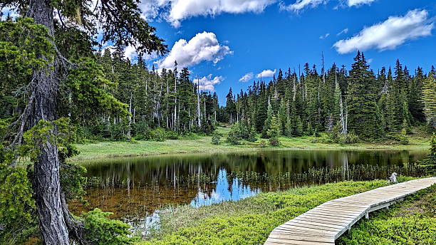 istock Landscape at Forbidden Plateau in Strathcona Provincial Park 2246212262