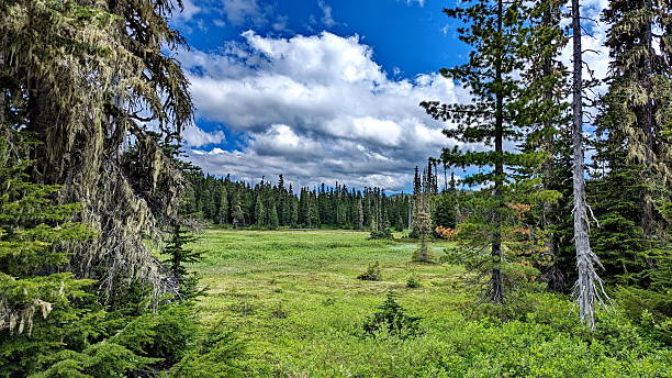 istock Landscape at Forbidden Plateau in Strathcona Provincial Park 2246212266