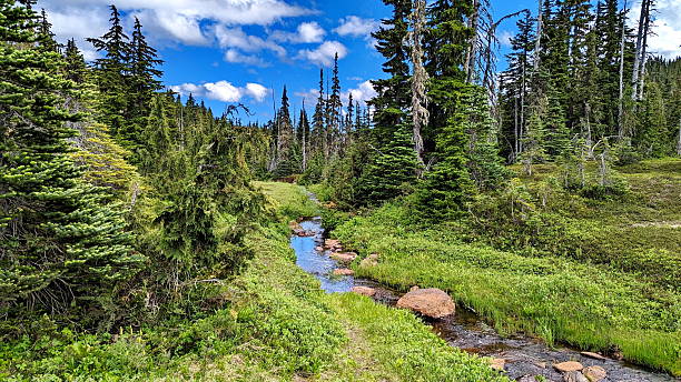 istock Landscape at Forbidden Plateau in Strathcona Provincial Park 2246212318