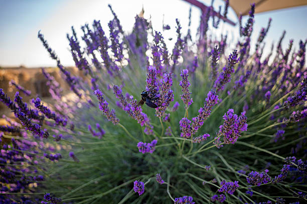 Lavender bush showing purple flowers and green stems, with an insect pollinating one flower, creating a serene and natural scene suggesting meditation and wellness outdoors