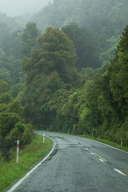 Misty forest road winding through lush green landscape in New Zealand, inspiring a sense of adventure, calm, and connection with nature.