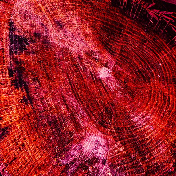 Digitally enhanced close-up of a TREE STUMP showing detailed TREE RINGS, photographed in natural light and edited into a red-magenta psychedelic color scheme. This is a stylized, conceptual texture design derived from nature.