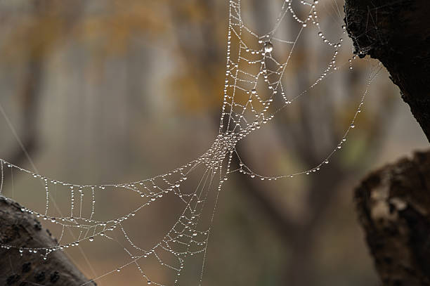 Spiderweb glistening with many small water drops after a cold night