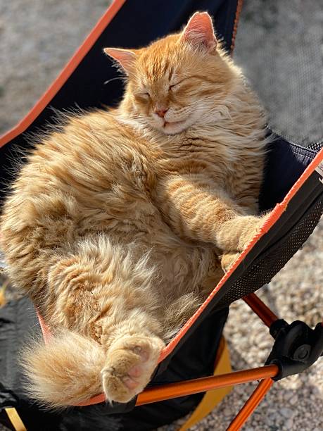 istock Sleeping cat relaxing outdoors in a hammock on a sunny day 2246213027