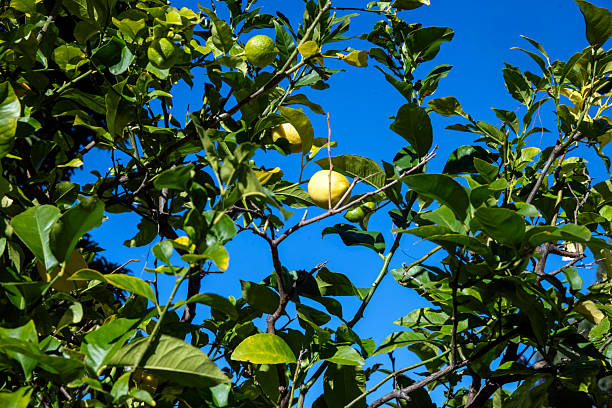 Lemon tree branch with several small, green lemons (Citrus limon) surrounded by broad, vibrant green leaves. The branch extends against a clear blue sky, emphasizing the rich color contrast. The lemons are grouped closely together, showing varied stages of development, with some being more rounded and prominent. The leaves display slight curling and are textured with visible veins. The scene captures the vitality of the lemon tree, highlighting its potential for fruit production.