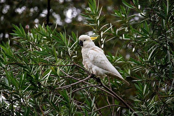 istock Yellow-Crested Cockatoo (Cacatua sulphurea) 2246217973