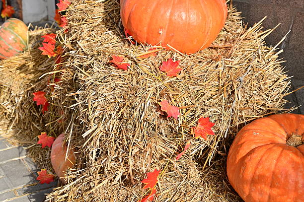 istock Pumpkins grow straw Halloween October. 2246218493