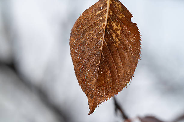 Gloxinia leaf close-up on a white background