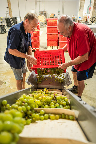 Winemakers sorting freshly harvested white grapes on a conveyor belt, preparing them for the pressing process in a Spanish winery during autumn harvest season in Catalonia