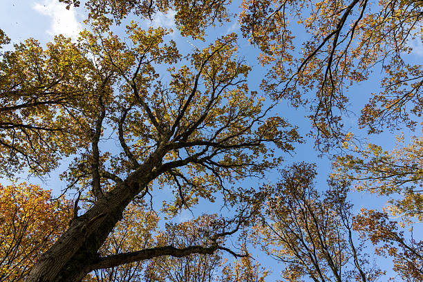 View from below of tall trees with yellow and orange autumn leaves against a clear blue sky. Natural forest background capturing the beauty of fall in the Netherlands.