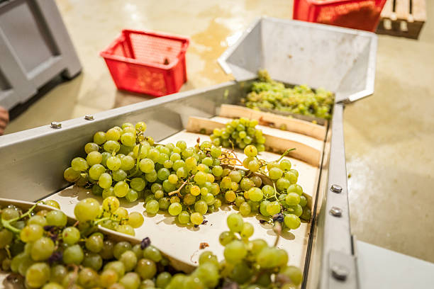 istock Green grapes moving on a conveyor belt, selecting fruit for quality control during harvesting and winemaking process at a winery in Catalonia, Spain 2246223494