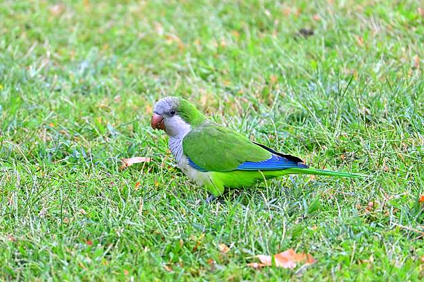 Green parrots eat in Barcelona park sitting on fence. beautiful colored birds. Summer.