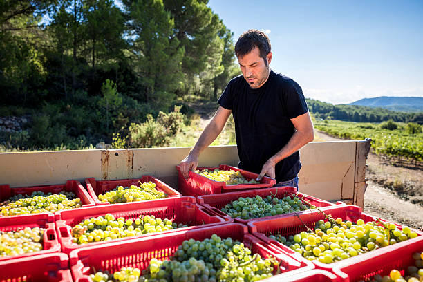 istock Winemaker worker loading freshly picked white grapes onto a truck during harvest in a vineyard, preparing for winemaking production in Catalonia, Spain 2246224233