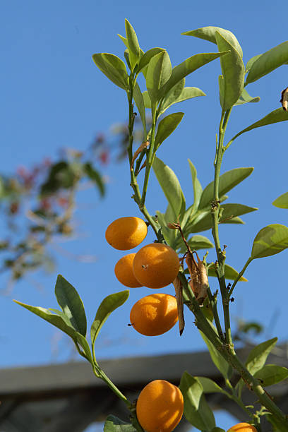 Kumquat branch with orange fruit against blue sky, vertical