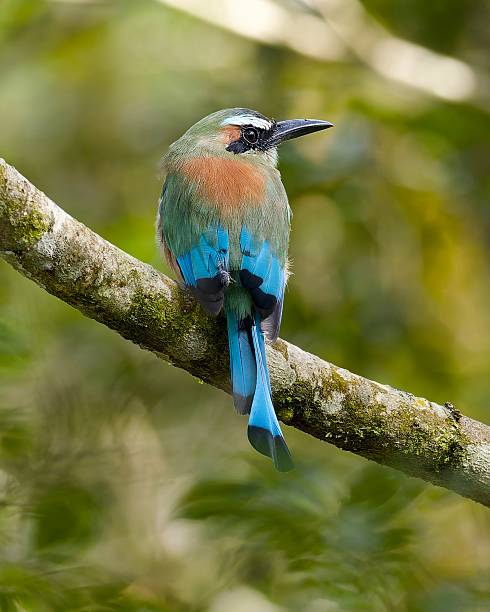 istock Turquoise-browed Motmot 2246225150