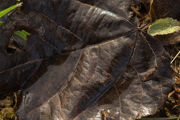 Decaying maple leaf lying on the wet autumn ground with a small green leaf beside it