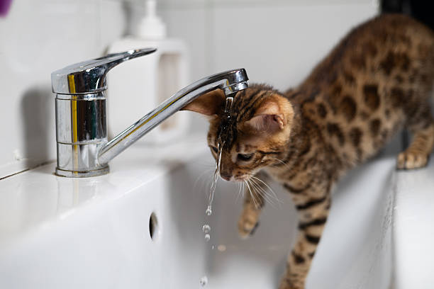 istock Adorable bengal kitten perched on the edge of a bathroom sink, curiously lapping up refreshing droplets of water directly from the faucet, showcasing playful curiosity and thirst. 2246225529