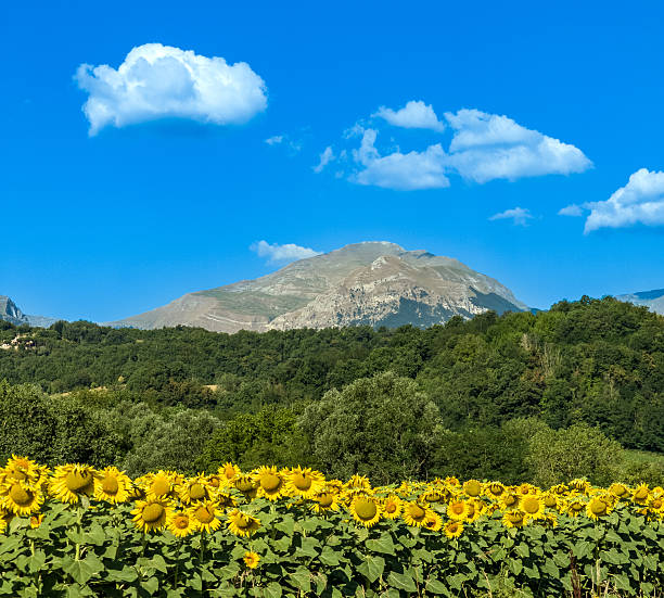 Beautiful summer landscape of sunflower fields in Marche, Italy, with Apennine Mountains in the background, perfect for travel, nature, and scenic photography.
