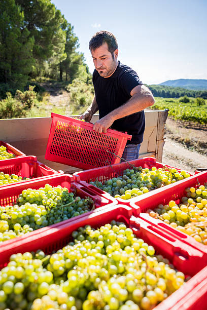istock Man working during grape harvest in Catalonia, Spain, carefully stacking a red crate full of freshly picked green grapes onto a truck bed in a sunny vineyard landscape 2246225929