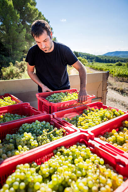 istock Winemaker working in vineyard, carefully arranging freshly harvested white grapes in red crates on a truck bed during the autumn harvest season in Catalonia, Spain 2246225931