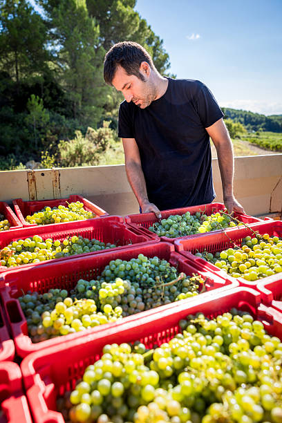 istock Winemaker sorting freshly harvested green grapes from crates on a truck bed, preparing for the winemaking process in a vineyard of Catalonia, Spain 2246226023