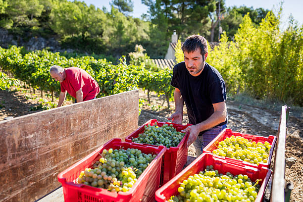 istock Farmers harvesting white grapes for winemaking in a vineyard, manually picking fresh fruit and loading full crates onto a tractor trailer in rural Catalonia, Spain 2246226504
